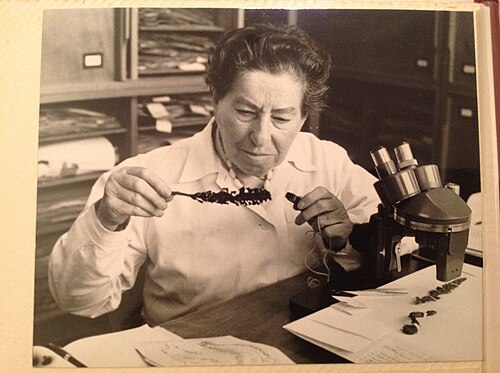 Naomi Feinbrun-Dothan