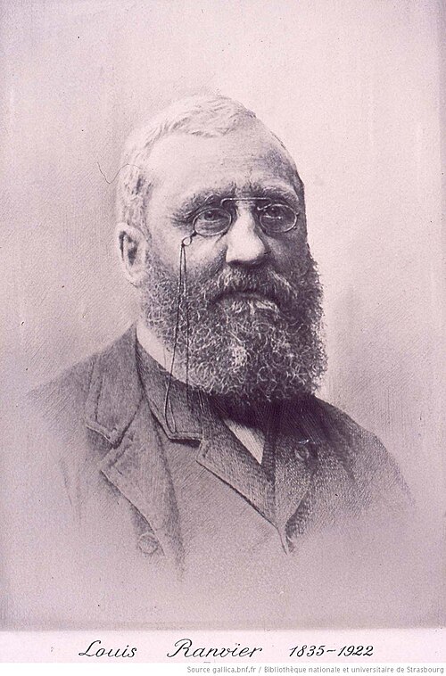 Louis-Antoine Ranvier