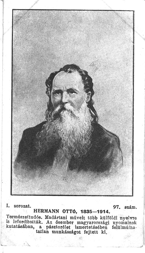 Ottó Herman